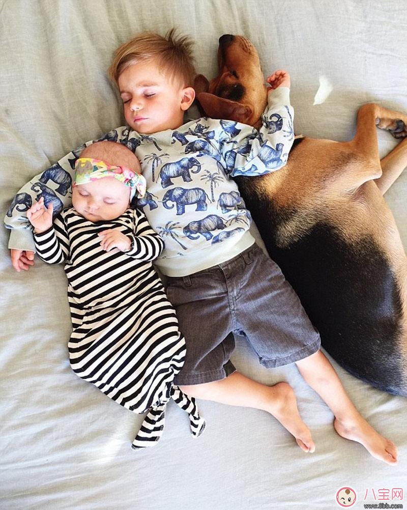 寶寶被各種寵物抓咬傷的緊急處理措施 寶寶被各種寵物抓咬傷的緊急處理措施