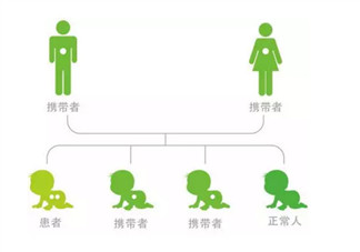 蠶豆病的遺傳規(guī)律是什么 蠶豆病母親傳給兒子父親傳給女兒