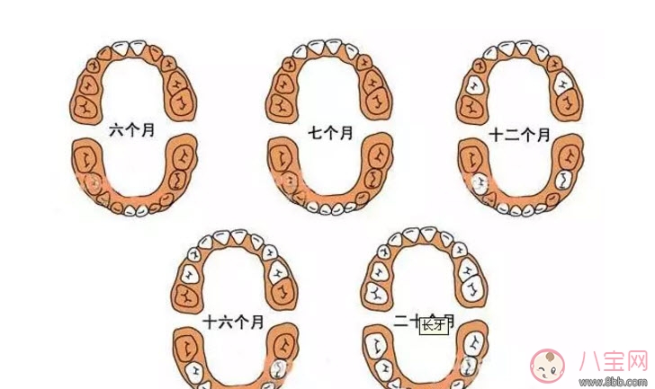 寶寶長牙順序 寶寶長牙特征(寶寶長牙癥狀)