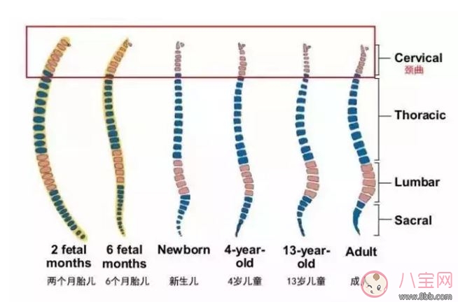 寶寶要不要用枕頭 嬰兒多大可以用枕頭 兩歲前都不能 寶寶要不要用枕頭 嬰兒多大可以用枕頭 兩歲前都不能