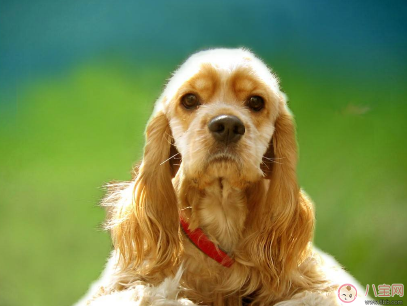 明知我養(yǎng)狗還住隔壁 孩子遇到狗怎么辦 明知我養(yǎng)狗還住隔壁 孩子遇到狗怎么辦