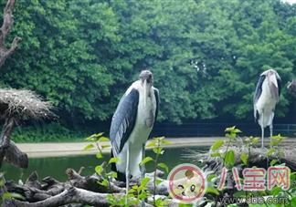 2017七夕節(jié)全家出游  看看長(zhǎng)隆親子攻略