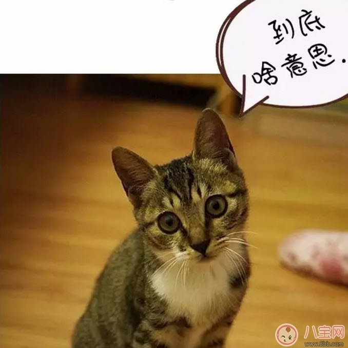 網絡語ky是什么意思 ky粉是什么意思(B站微博ky是什么縮寫嗎) 網絡語ky是什么意思 ky粉是什么意思(B站微博ky是什么縮寫嗎)