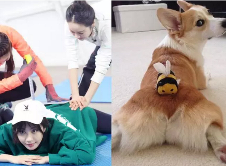 李菲兒柯基臀怎么練出來的 懶人練柯基臀的方法