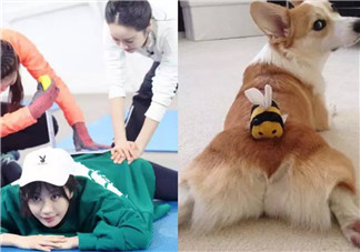 李菲兒柯基臀怎么練出來(lái)的 懶人練柯基臀的方法