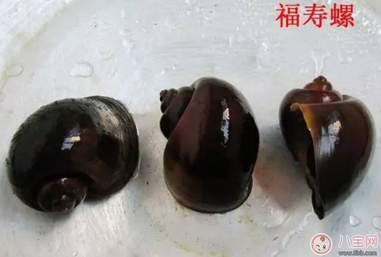 福壽螺不能吃 孕婦不能吃福壽螺(福壽螺與田螺的區(qū)別有哪些)
