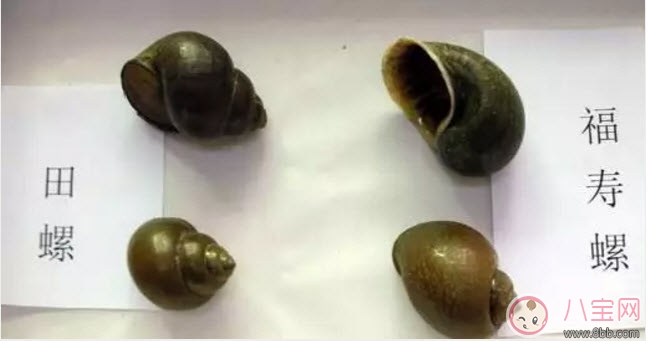 福壽螺不能吃 孕婦不能吃福壽螺(福壽螺與田螺的區(qū)別有哪些)