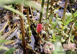 千萬別吃福壽螺 如何分辨福壽螺 千萬別吃福壽螺 如何分辨福壽螺