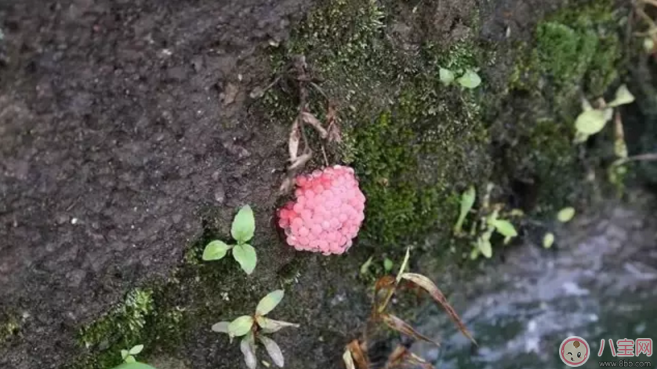 千萬別吃福壽螺 如何分辨福壽螺 千萬別吃福壽螺 如何分辨福壽螺