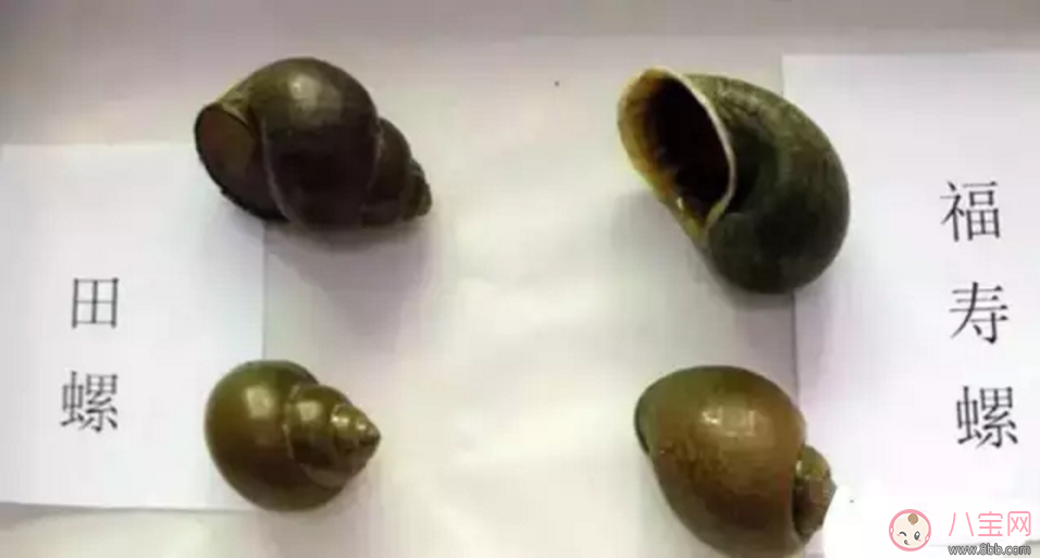 千萬別吃福壽螺 如何分辨福壽螺 千萬別吃福壽螺 如何分辨福壽螺