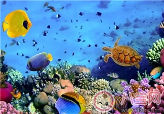 海洋生物趣味多 魚類簡筆畫