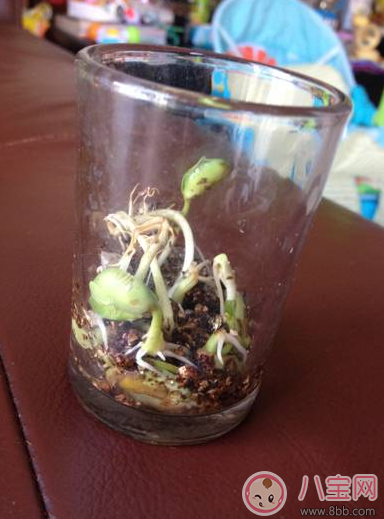 夏季帶孩子養(yǎng)植物養(yǎng)什么植物好 和孩子養(yǎng)植物成長快 夏季帶孩子養(yǎng)植物養(yǎng)什么植物好 和孩子養(yǎng)植物成長快