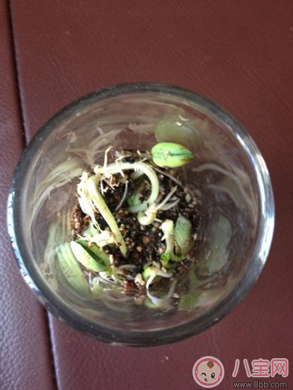 夏季帶孩子養(yǎng)植物養(yǎng)什么植物好 和孩子養(yǎng)植物成長快 夏季帶孩子養(yǎng)植物養(yǎng)什么植物好 和孩子養(yǎng)植物成長快