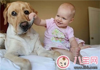 寶寶與家里養(yǎng)的寵物相處注意事項 寶寶與家里養(yǎng)的寵物相處注意事項
