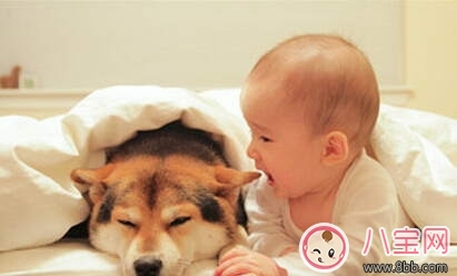 寶寶與家里養(yǎng)的寵物相處注意事項 寶寶與家里養(yǎng)的寵物相處注意事項