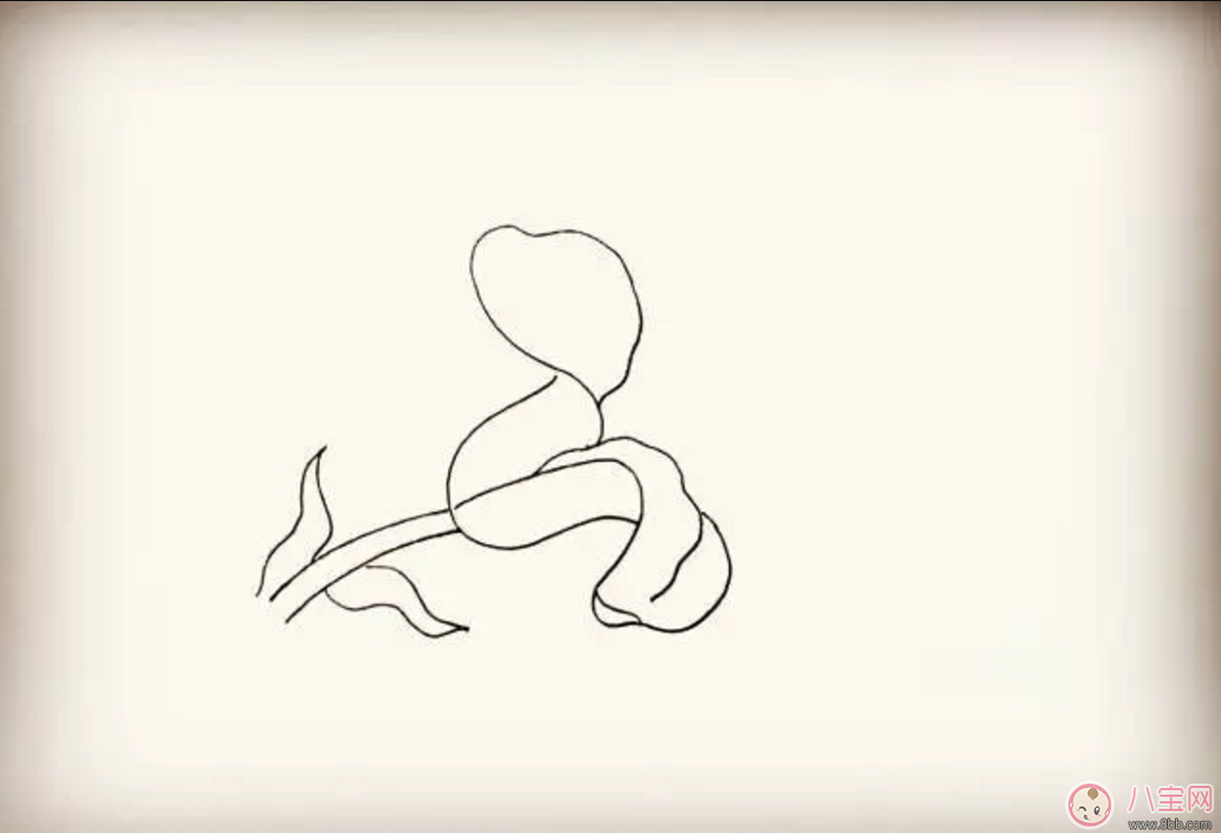 怎么教寶寶花百合花 百合花簡筆畫 怎么教寶寶花百合花 百合花簡筆畫