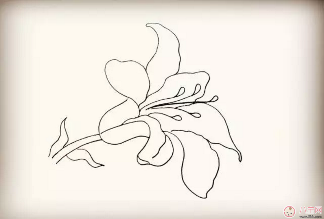 怎么教寶寶花百合花 百合花簡筆畫 怎么教寶寶花百合花 百合花簡筆畫