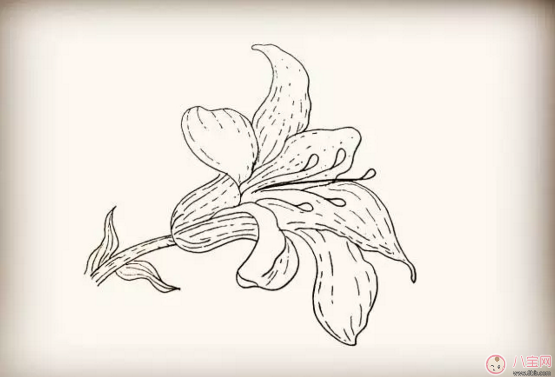 怎么教寶寶花百合花 百合花簡筆畫 怎么教寶寶花百合花 百合花簡筆畫