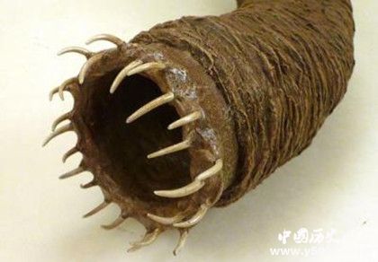 死亡之蟲的秘密：死亡之蟲真的存在嗎