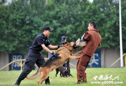 全國首只克隆警犬誕生克隆警犬有什么用處？