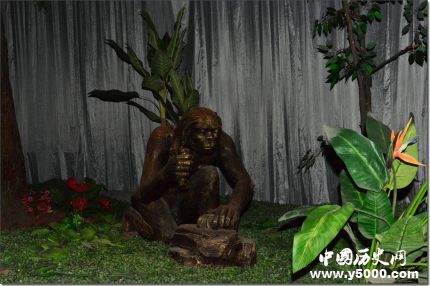 巫山人和元謀人是如何進(jìn)化而來(lái)的？