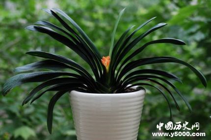 君子蘭的寓意和象征君子蘭為什么不能送人？