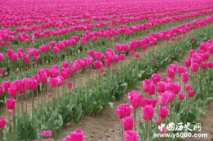 郁金香的花語和寓意郁金香適合送給什么人？