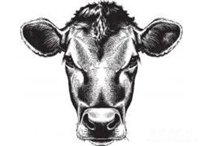 屬牛的人在2019年整體運(yùn)勢(shì)怎么樣屬牛的幸運(yùn)物是什么