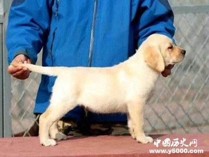 拉布拉多資料介紹體型特征  拉布拉多飼養(yǎng)方法