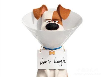 愛寵大機(jī)密2劇情故事介紹什么時(shí)候上映愛寵大機(jī)密觀后感