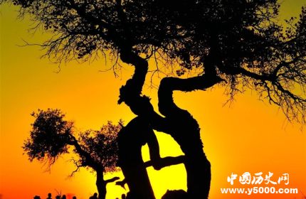 連理枝簡介連理枝的詩句連理枝是什么植物？