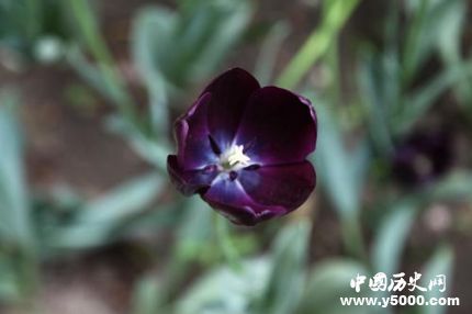 郁金香的花語和寓意郁金香適合送給什么人？