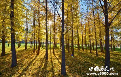 人工造林最多國家人工造林的特點(diǎn)和意義是什么