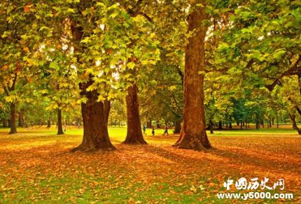 梧桐的寓意梧桐樹為什么能引來金鳳凰？