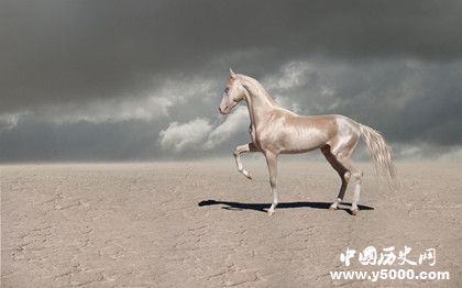 汗血寶馬簡介汗血寶馬的特點汗血寶馬是哪里的