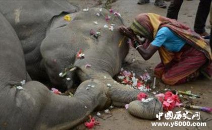 大象的葬禮：大象是如何舉行葬禮的？