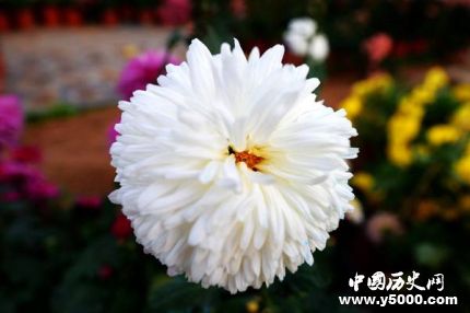 菊花為什么代表隱士菊花被叫花中隱士的原因