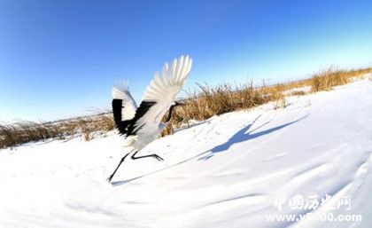 扎龍國(guó)家自然保護(hù)區(qū)景點(diǎn)介紹地理位置氣候環(huán)境旅游攻略介紹