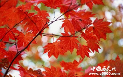 楓葉的寓意楓葉象征著什么意思？