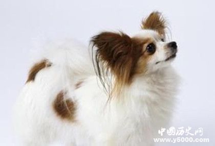 蝴蝶犬的介紹 蝴蝶犬特征 蝴蝶犬怎么養(yǎng)