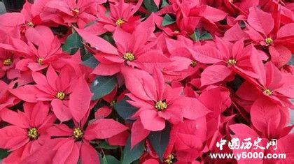 植物的壽命為什么那么長植物是長生不老的嗎 植物的壽命為什么那么長植物是長生不老的嗎