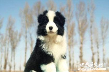 牧羊犬資料介紹 牧羊犬特征 牧羊犬怎么養(yǎng)