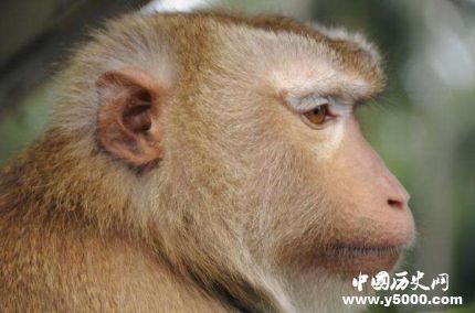 猴子實(shí)驗(yàn)艾滋疫苗有效艾滋疫苗研制歷史和意義是什么？