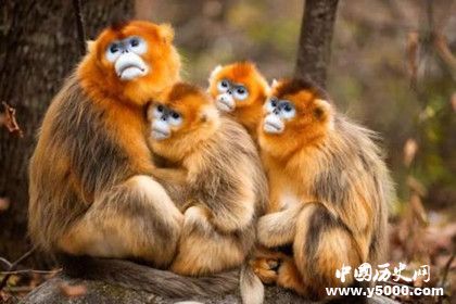 屬猴的人2019年運(yùn)勢(shì)怎么樣屬猴的人幸運(yùn)物是什么