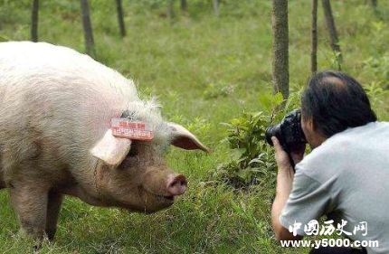 豬堅(jiān)強(qiáng)12歲豬堅(jiān)強(qiáng)地震生還之謎豬堅(jiān)強(qiáng)現(xiàn)狀如何？