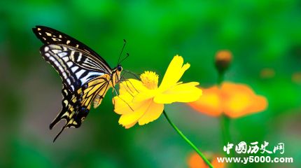 全球昆蟲數(shù)目減少詳情原因介紹全球哪些昆蟲數(shù)目減少嚴(yán)重？