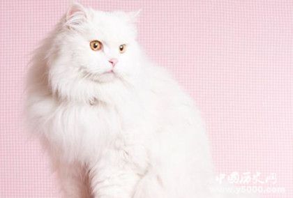 動(dòng)物能分辨各種顏色嗎 動(dòng)物的視覺(jué)是什么樣的 動(dòng)物能分辨各種顏色嗎 動(dòng)物的視覺(jué)是什么樣的