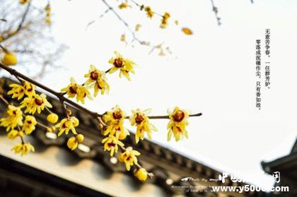 大雪節(jié)氣什么植物會開花大雪節(jié)氣易發(fā)災(zāi)害有哪些