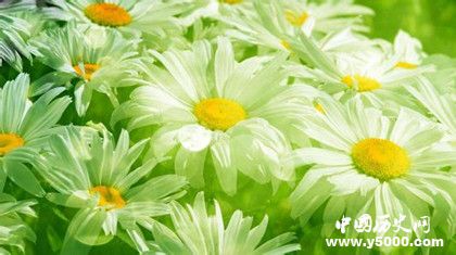 植物的壽命為什么那么長(zhǎng)植物是長(zhǎng)生不老的嗎