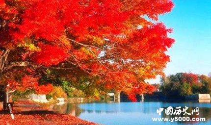 楓葉的寓意楓葉象征著什么意思？